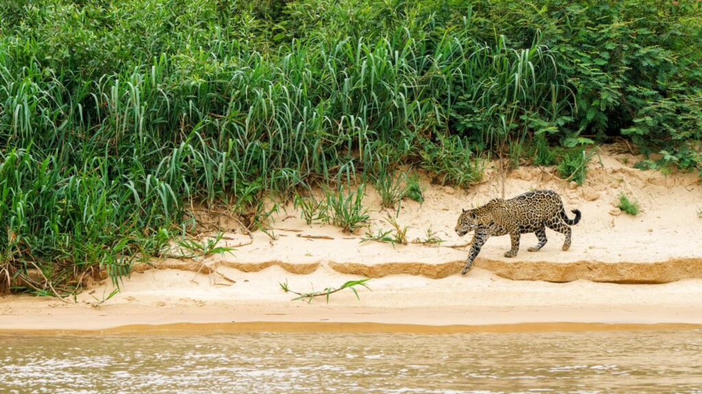 Saiu pra pescaria e deu de cara com uma onça-pintada