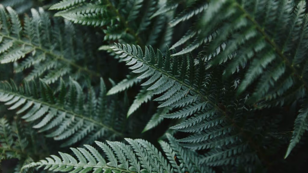 5 plantas que refrescam o ar e ajudam a deixar a casa muito mais fresca naturalmente