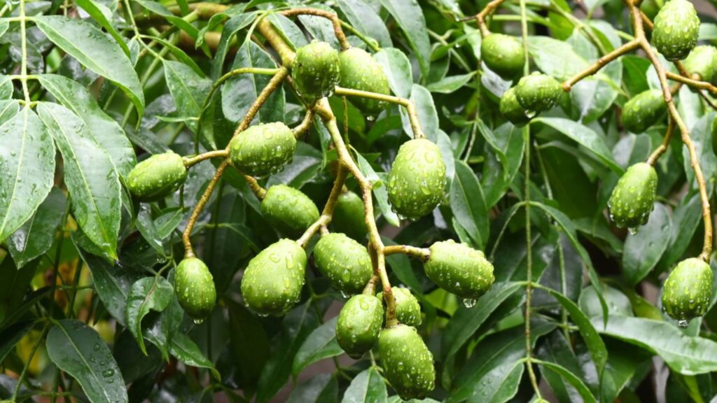 As frutas resistentes da Caatinga que crescem onde nada parece possível