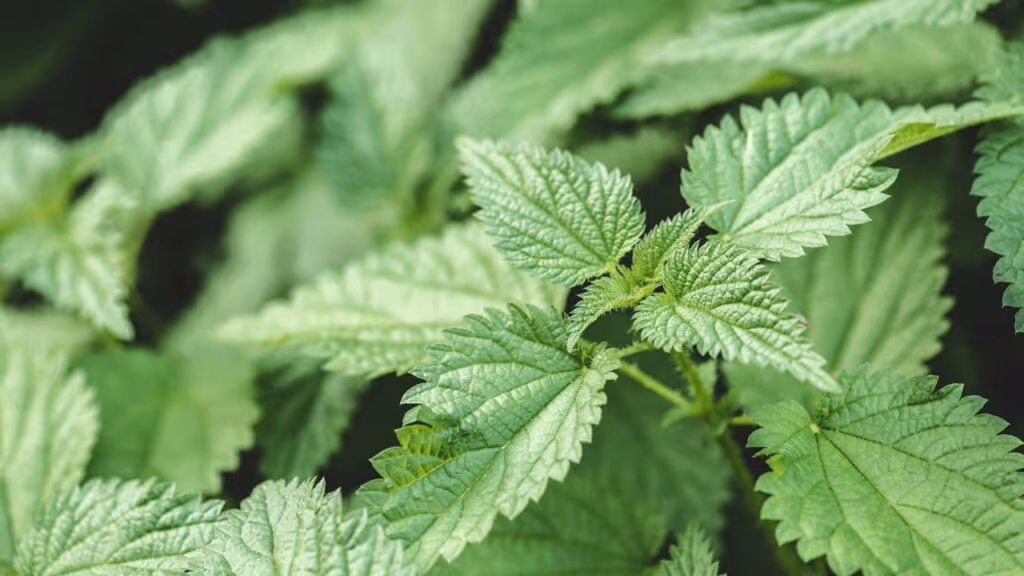 As plantas mais perigosas do mundo que parecem inofensivas, mas podem causar danos graves ao simples toque