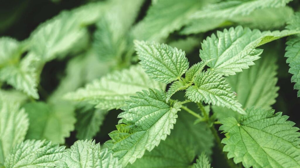 As plantas mais perigosas do mundo que parecem inofensivas, mas podem causar danos graves ao simples toque