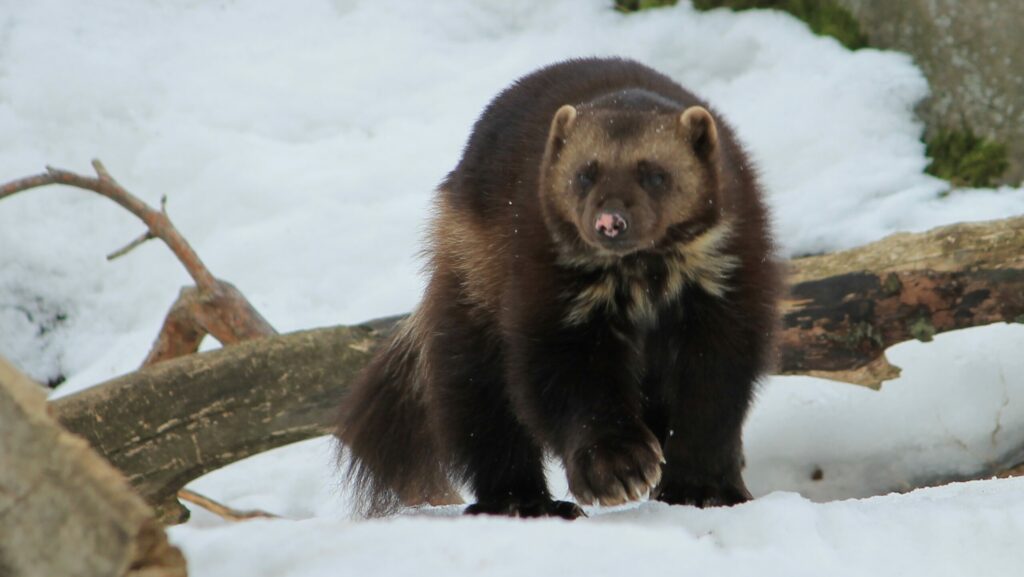 Como o carcaju se tornou um dos animais mais resistentes do planeta, aguentando frio extremo, fome e ataques de urso
