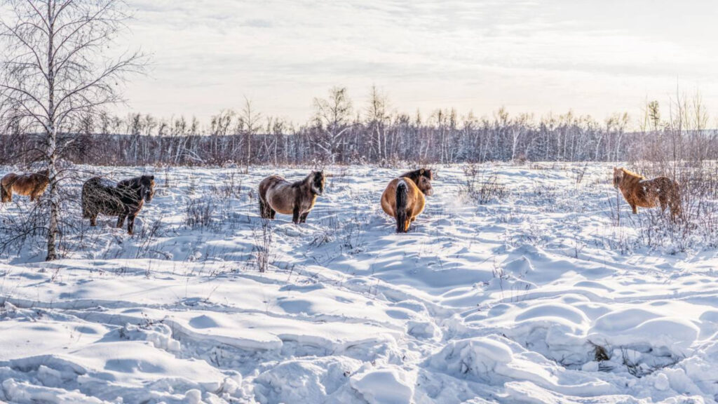 Dentro do lugar mais frio da Terra: como é viver onde tudo congela