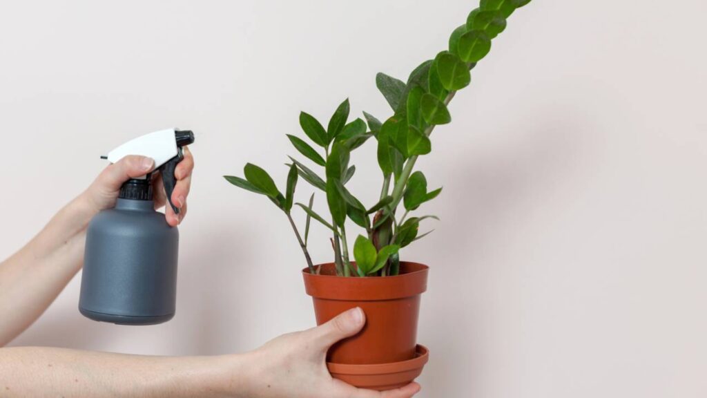 Plantas para apartamento pequeno que deixam o ambiente mais bonito sem dar trabalho