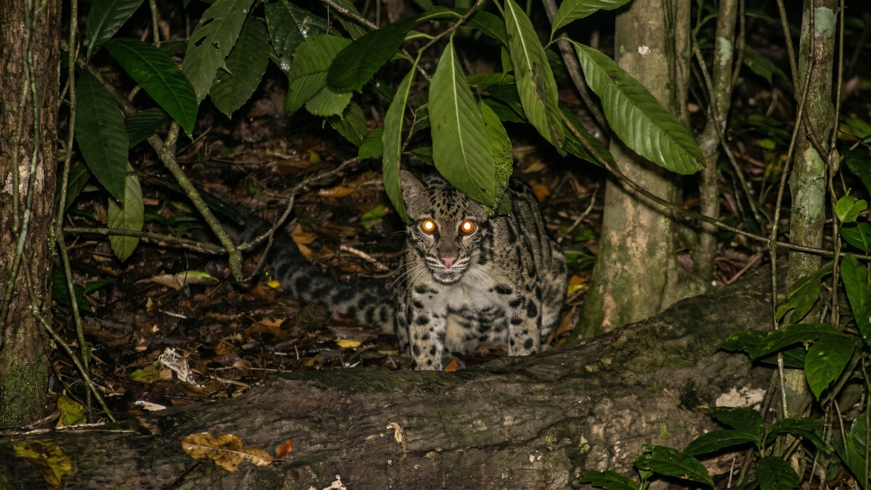 Uma câmera consegue registrar uma das espécies felinas mais raras e ameaçadas do planeta