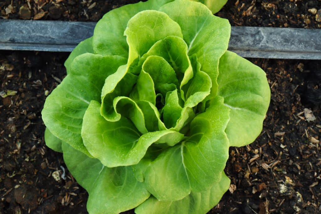 Alface: 7 tipos, benefícios e como incluir na alimentação