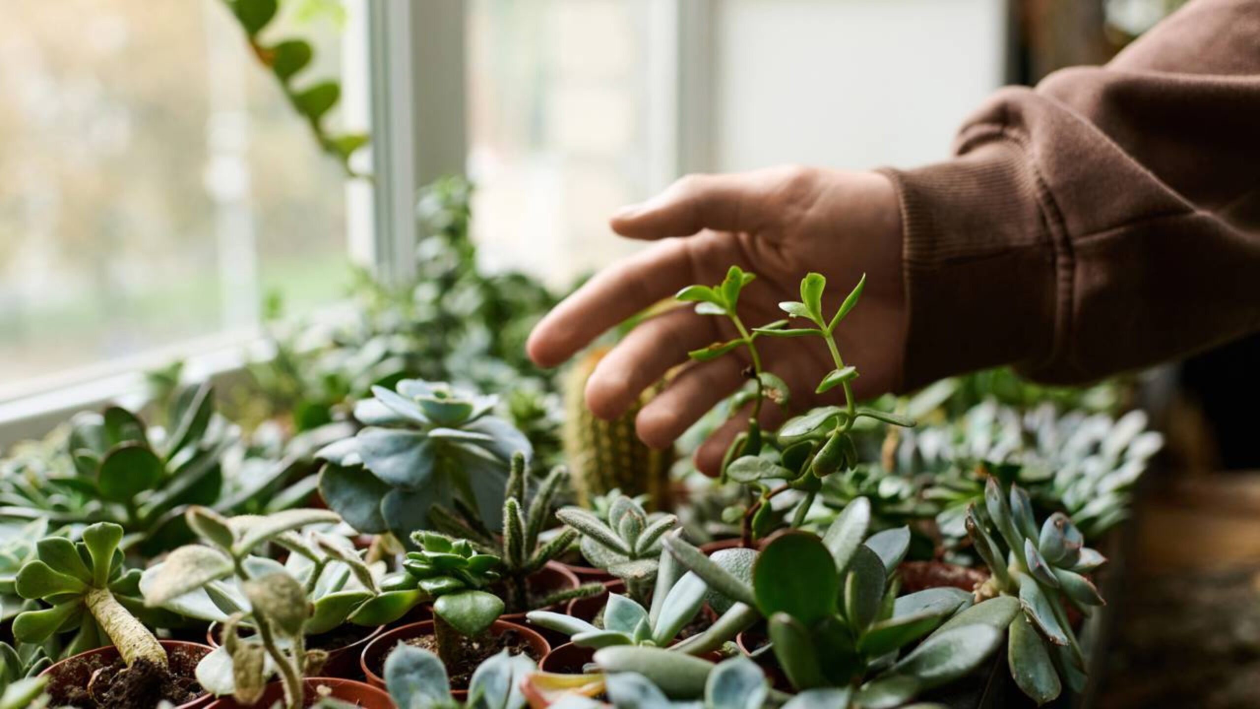 A psicologia de quem ama plantas segundo Carl Jung e o que isso revela sobre a personalidade