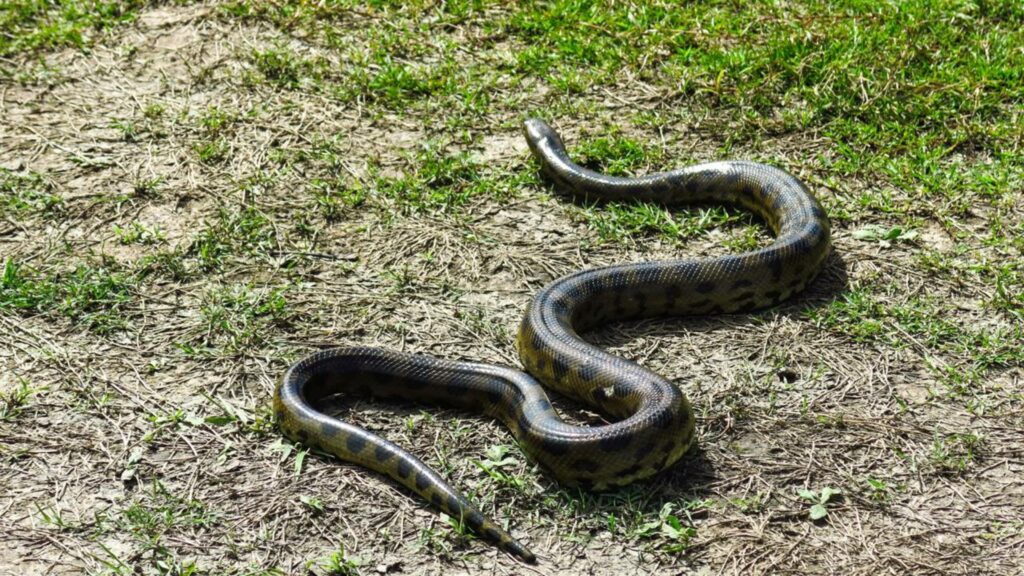 Cachorro é enrolado por uma sucuri de 3 metros e resgatado por militares