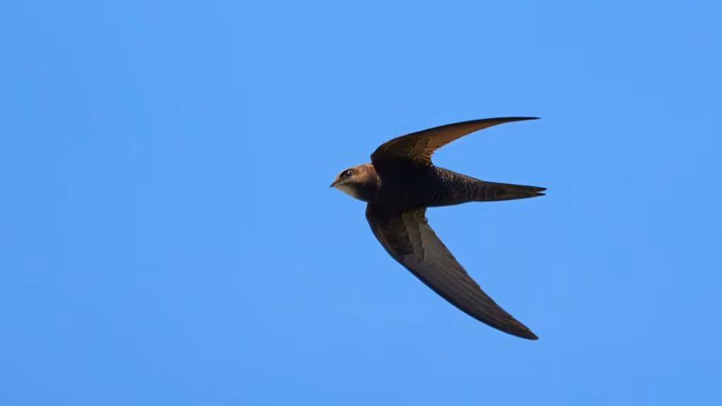 Andorinhão‑preto, o pássaro que passa 10 meses no ar
