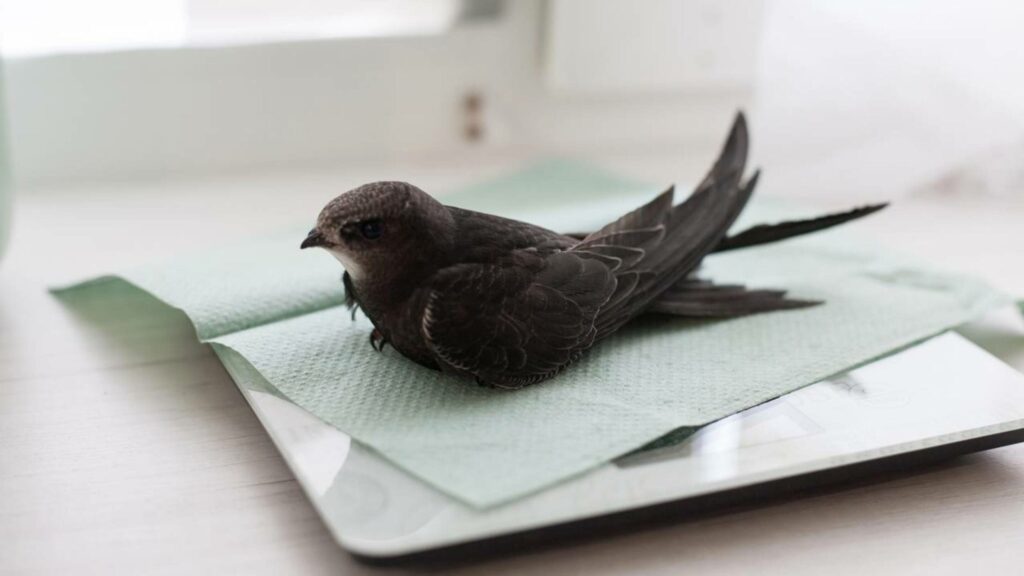 Andorinhão‑preto, o pássaro que passa 10 meses no ar