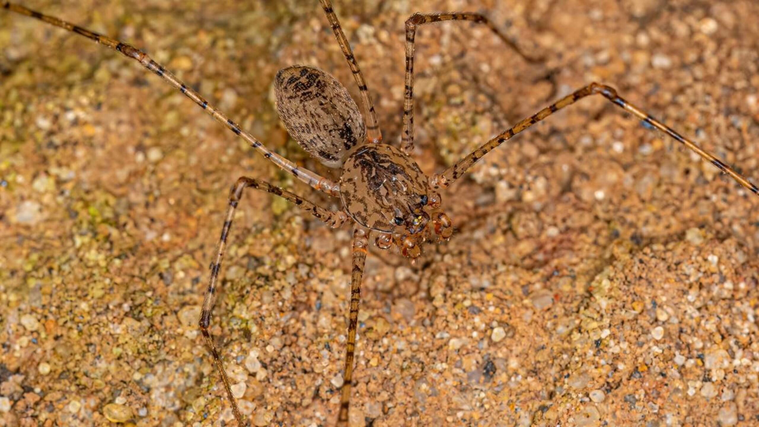 Conheça as cuspideiras, as aranhas que cospem seda a 28 m/s