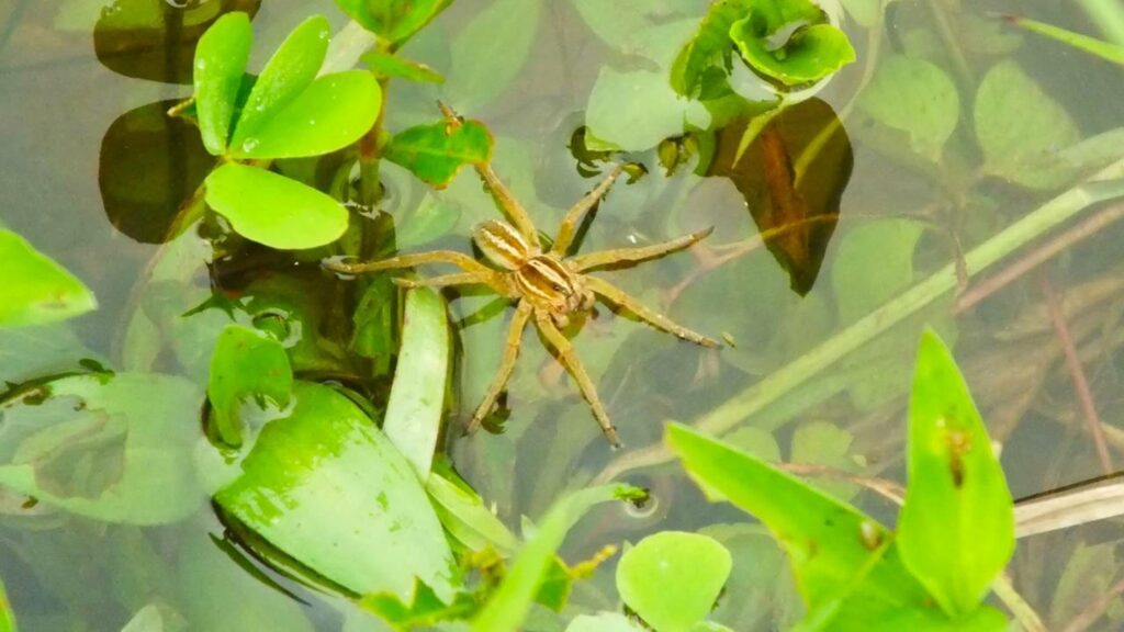 Aranhas‑pescadoras caçam andando por cima da água