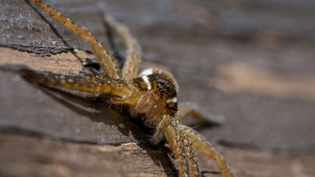 Aranhas‑pescadoras caçam andando por cima da água