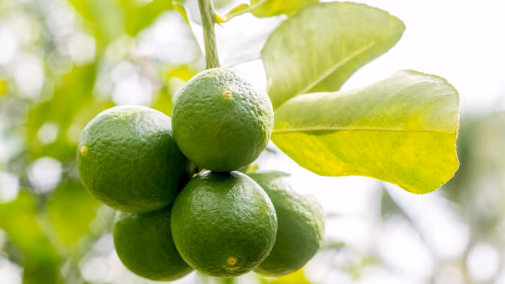 Dicas para pé de limão em quintal pequeno que ajudam a aumentar a produção