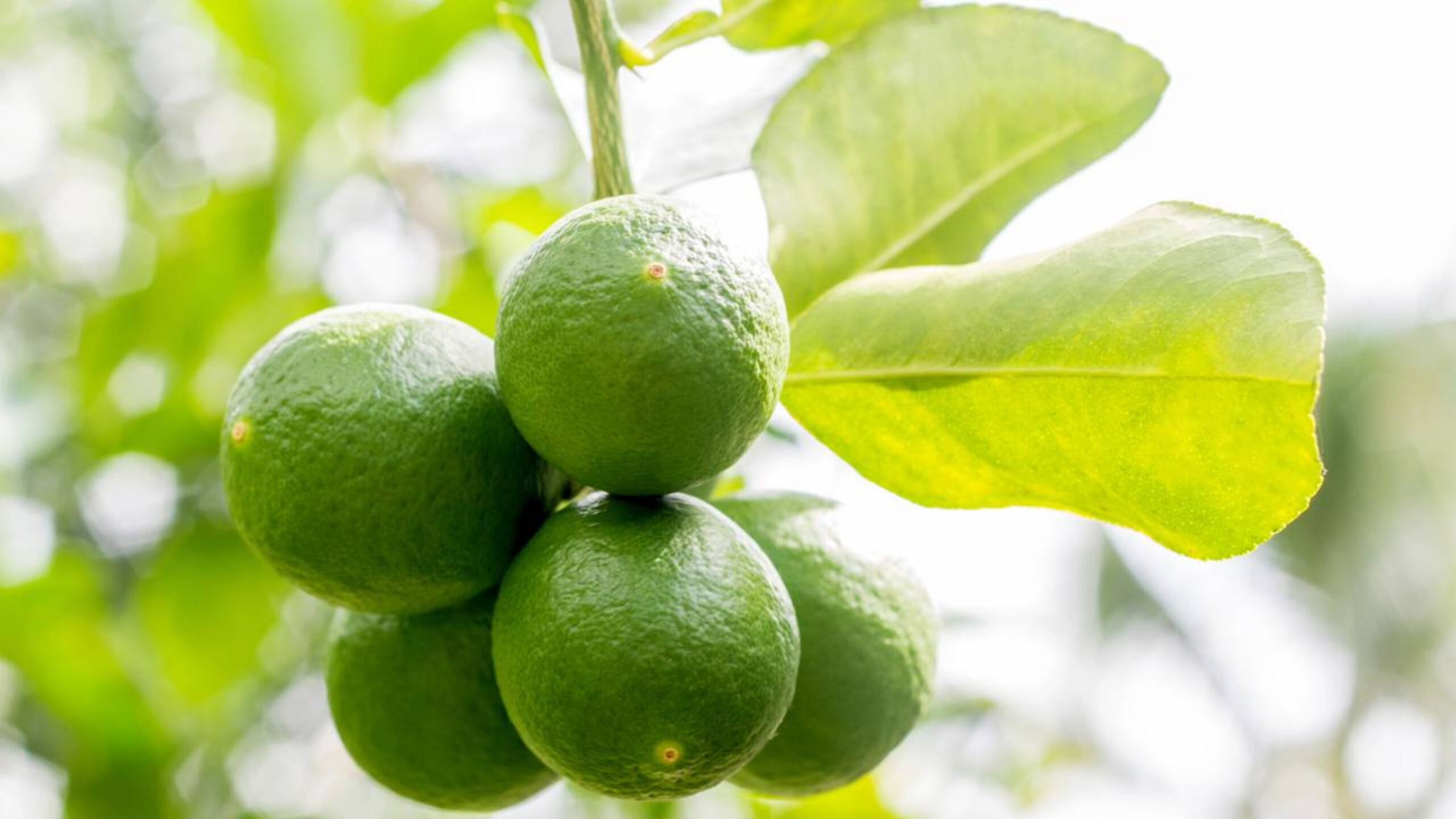 Dicas para pé de limão em quintal pequeno que ajudam a aumentar a produção