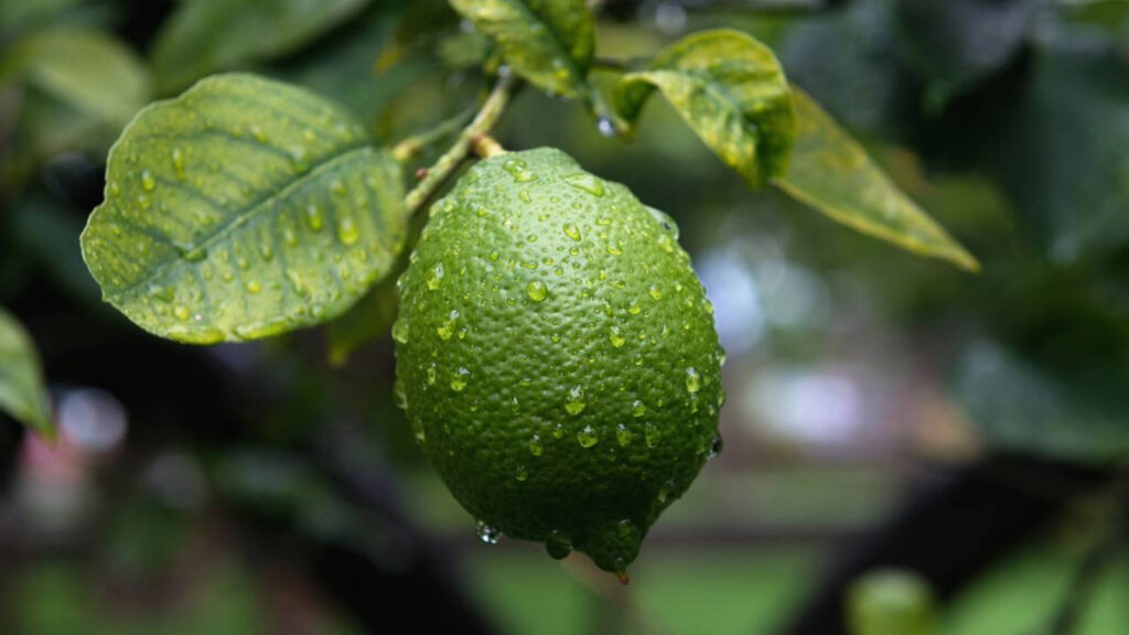 Dicas para pé de limão em quintal pequeno que ajudam a aumentar a produção