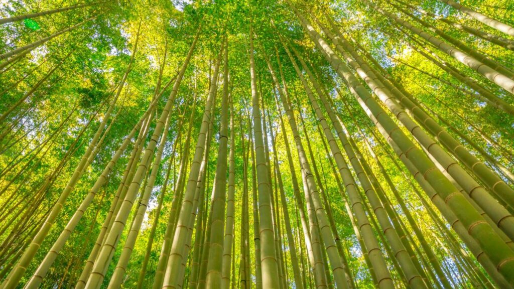 O bambu que se curva é mais forte que o carvalho que resiste