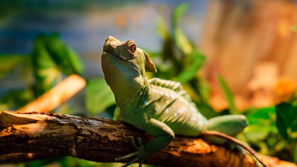 Basilisco “Jesus Cristo”, o lagarto que corre sobre a água