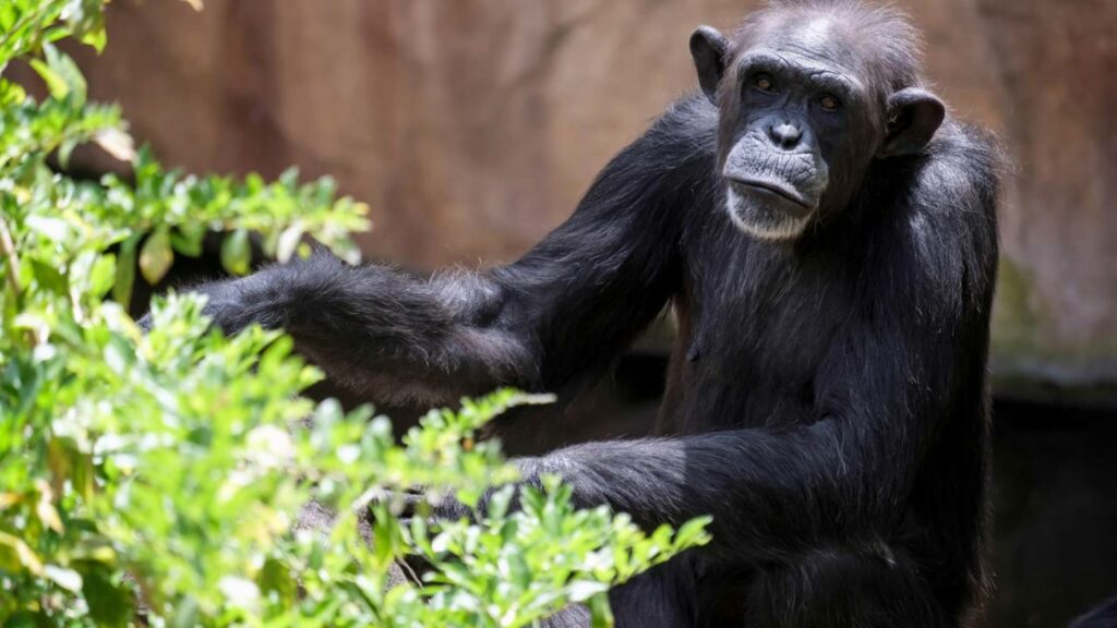 Um macaco pode imaginar? O caso que está mudando o que sabemos sobre a mente animal