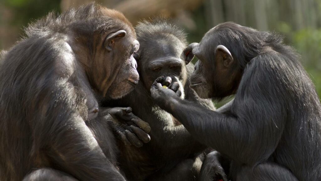 Um macaco pode imaginar? O caso que está mudando o que sabemos sobre a mente animal