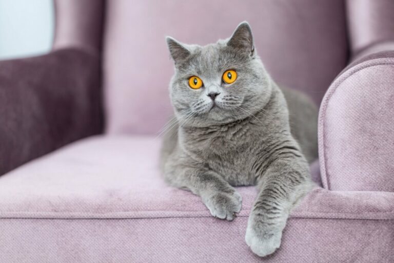 6 raças de gato originárias do Reino Unido 