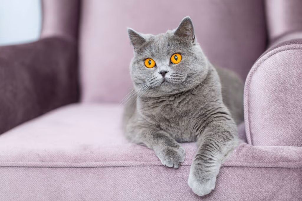 6 raças de gato originárias do Reino Unido 