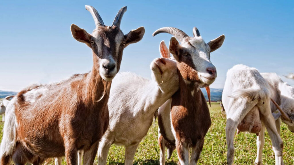 Ela deixou a carreira de artista para cuidar de cabras no sítio e mudou completamente de vida