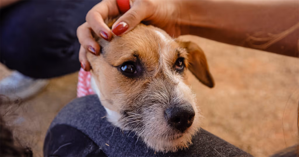 Dennys Xavier na Crusoé: O escândalo do sofrimento