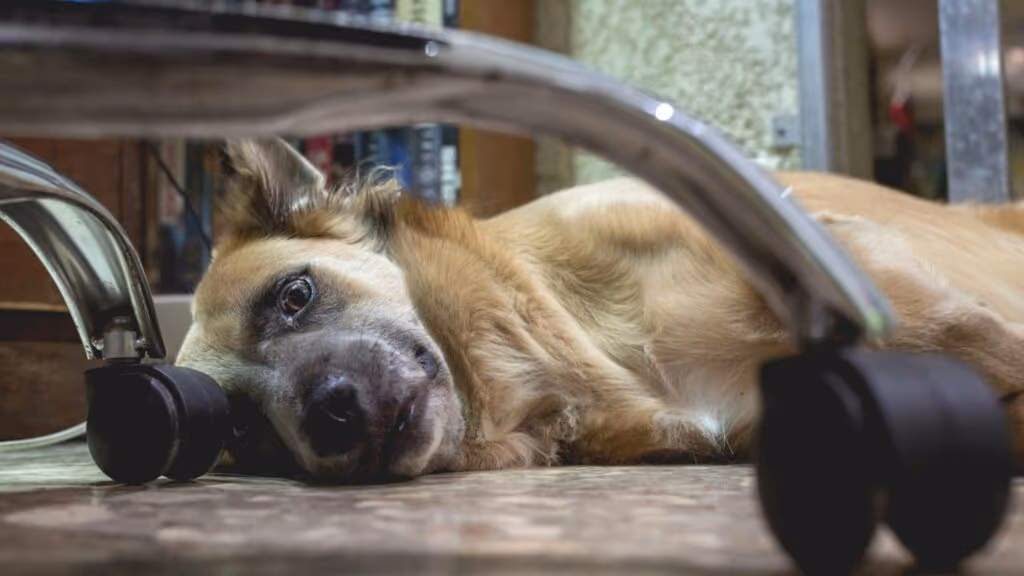 Donos relatam aumento de ansiedade e automutilação em pets após volta ao escritório. Veja como você pode resolver isso
