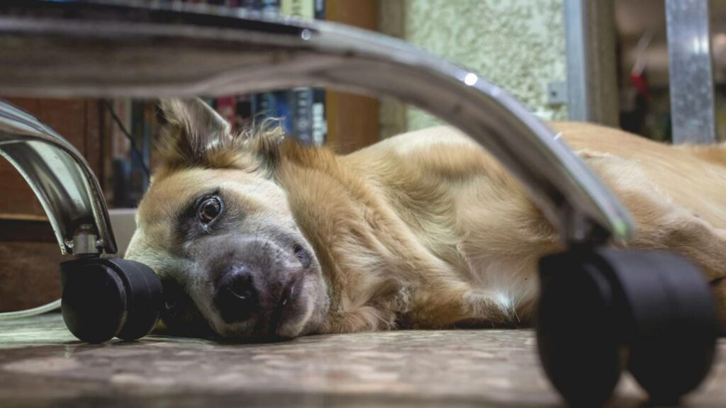 Donos relatam aumento de ansiedade e automutilação em pets após volta ao escritório. Veja como você pode resolver isso