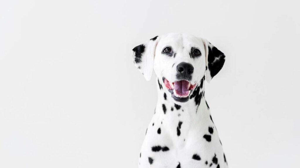 Como eliminar o bafo do seu pet sem gastar com produtos caros