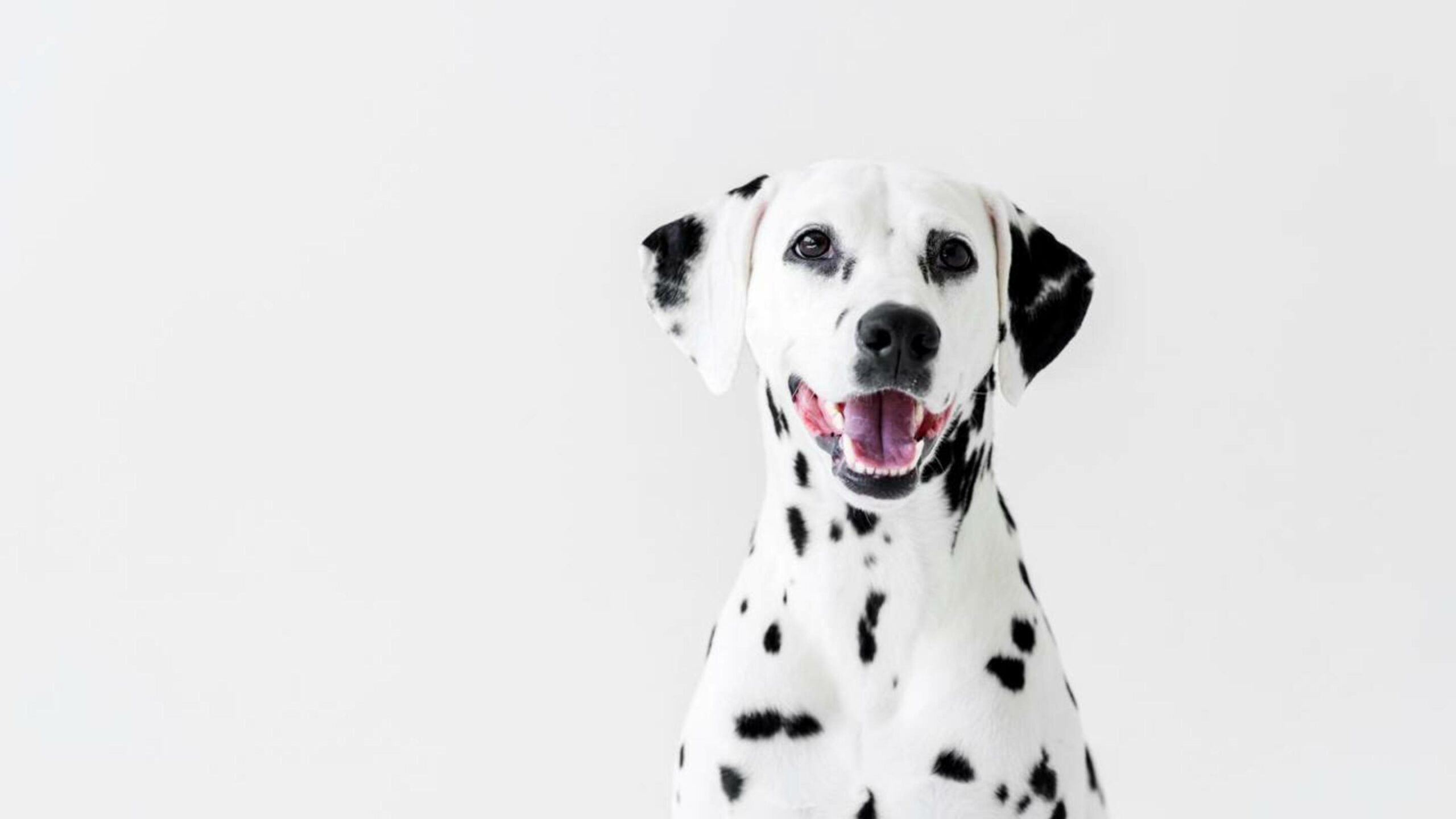 Como eliminar o bafo do seu pet sem gastar com produtos caros