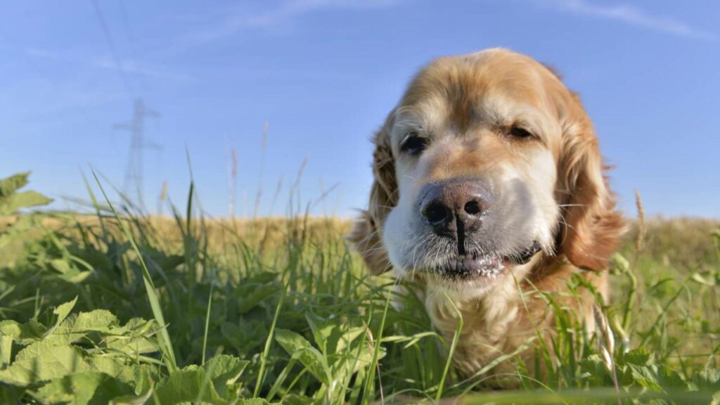 5 sinais de que comer grama indica problema de saúde no cão