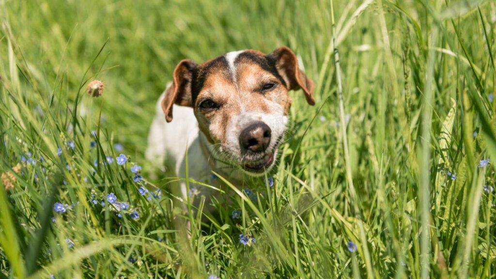7 sinais de que comer grama indica problema de saúde no cão