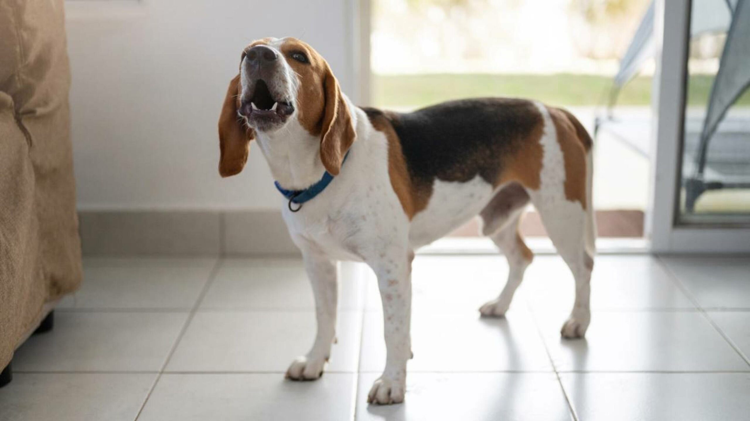 Quando o cachorro late para o nada, algo pode estar acontecendo e quase ninguém percebe