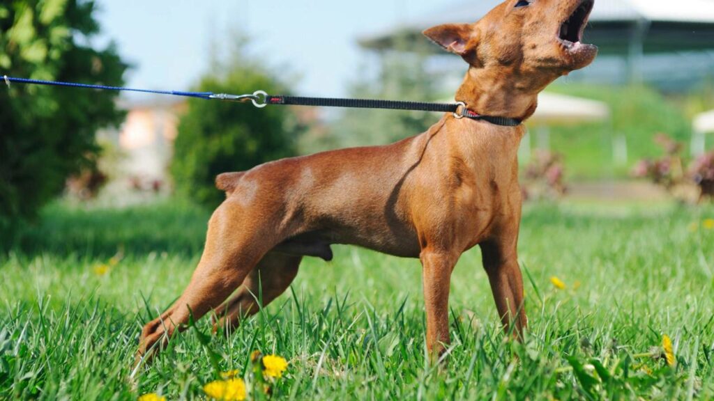 Quando o cachorro late para o nada, algo pode estar acontecendo e quase ninguém percebe