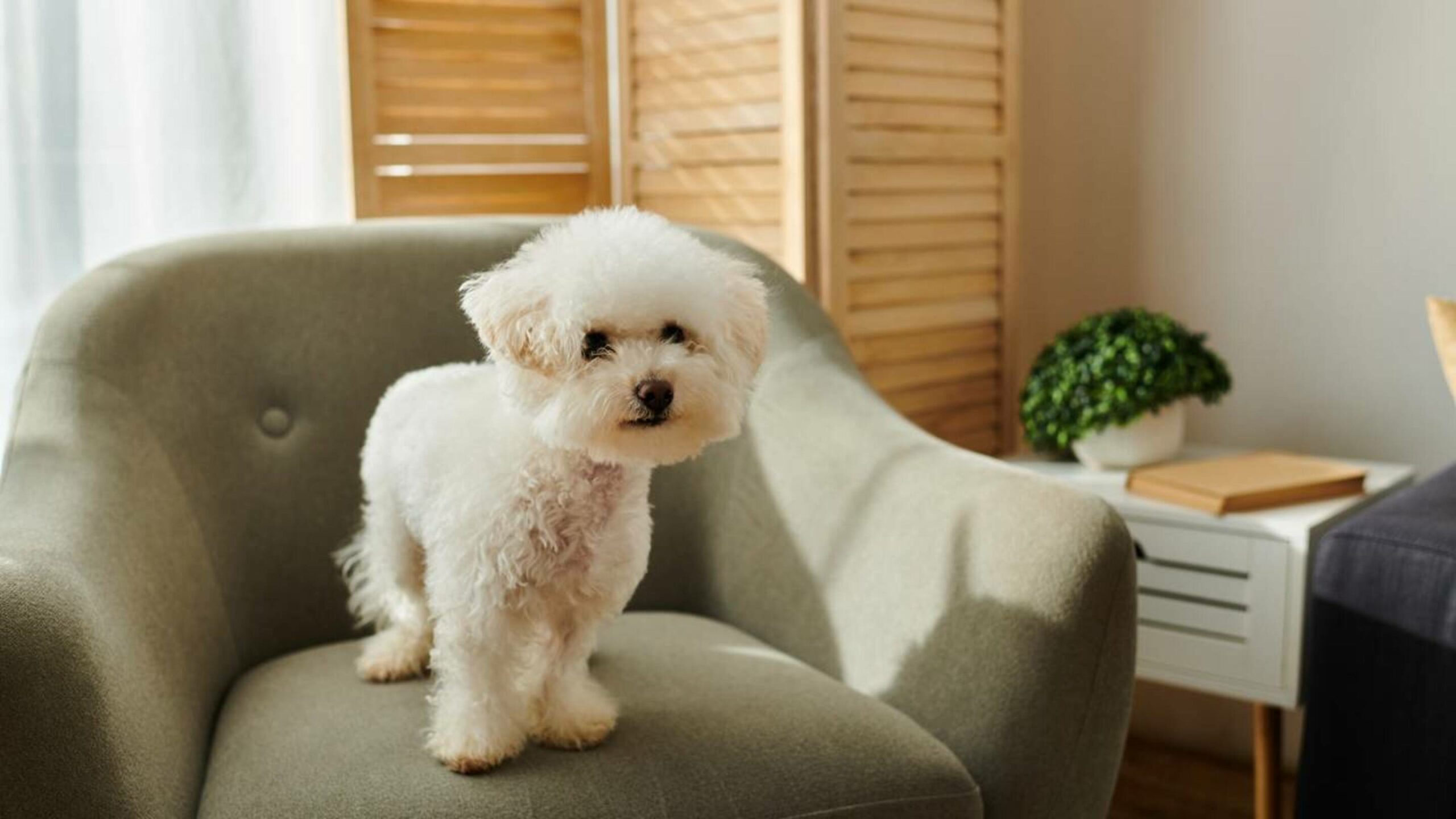 As 5 melhores raças de cães para ter em apartamentos pequenos