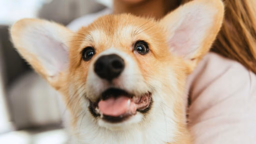 Os sinais silenciosos do cachorro aparecem na cauda e nas orelhas