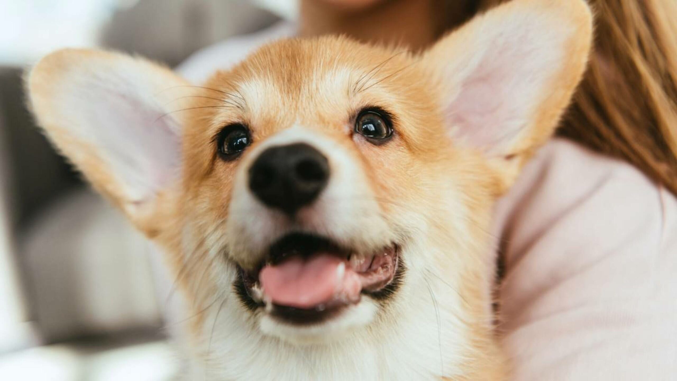 Os sinais silenciosos do cachorro aparecem na cauda e nas orelhas