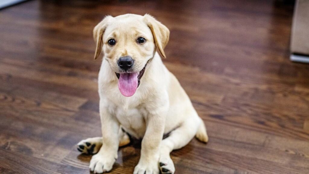Cães percebem sinais invisíveis para nós e isso explica previsões surpreendentes