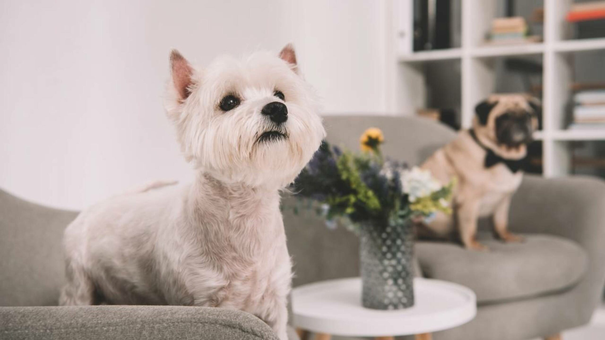 Cães percebem sinais invisíveis para nós e isso explica previsões surpreendentes
