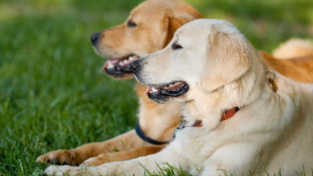 Abrigo entra em colapso e 51 cães são resgatados por voluntários