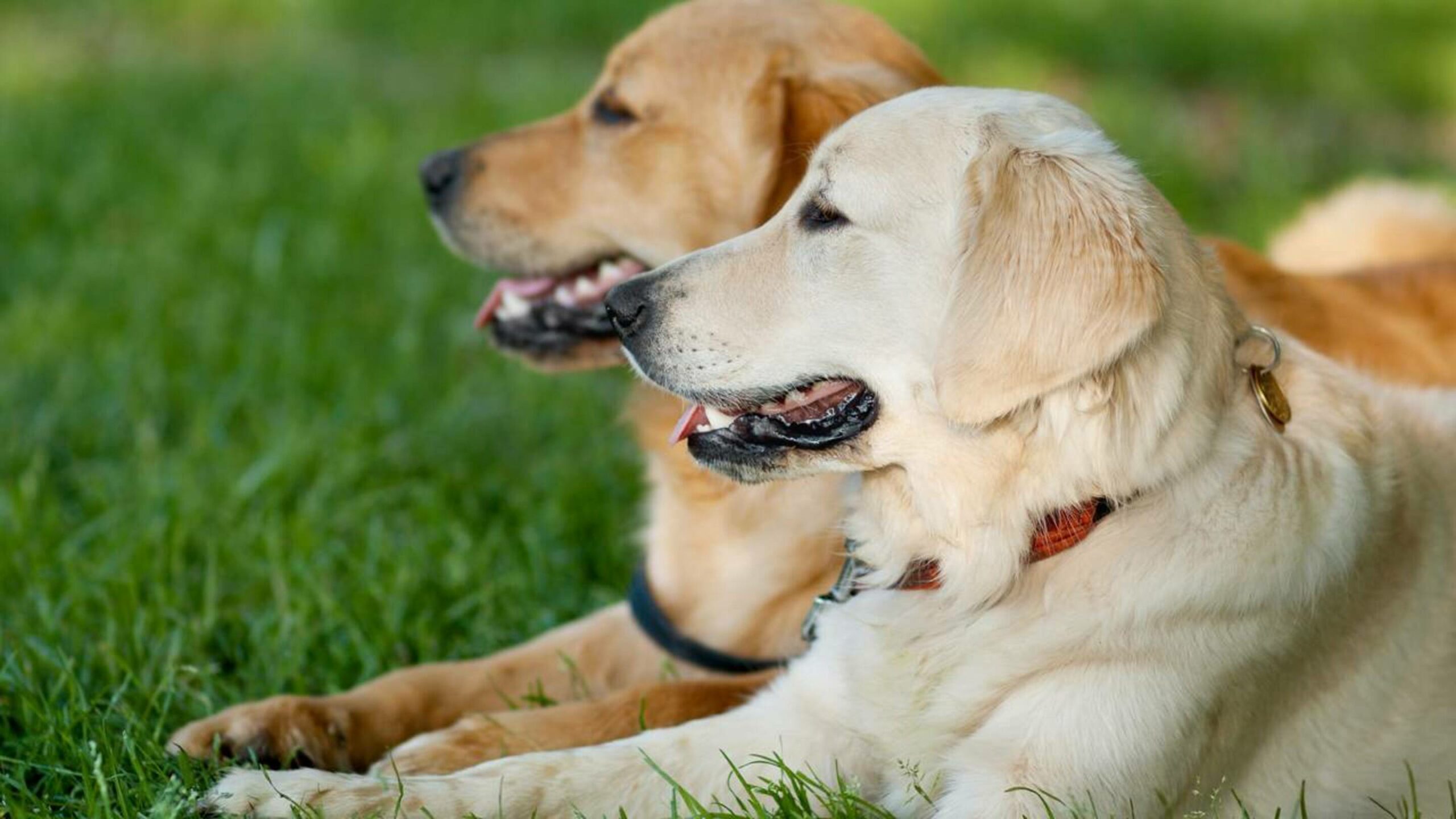 Abrigo entra em colapso e 51 cães são resgatados por voluntários