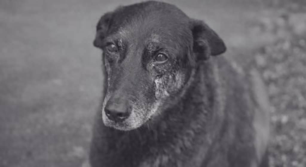 Maioridade penal: maus-tratos a animais podem entrar em PEC da Segurança