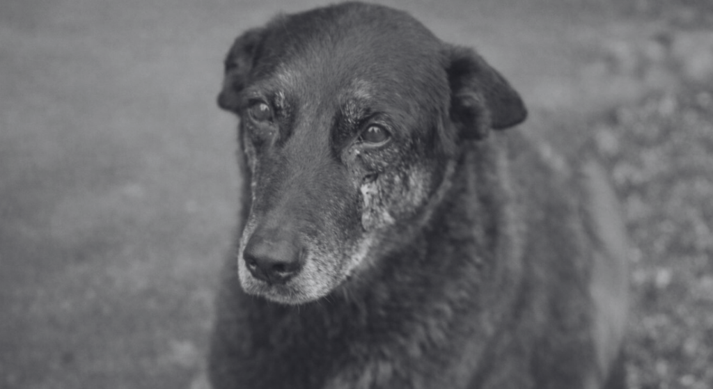 Polícia Civil finaliza investigação sobre morte de cão Orelha em SC