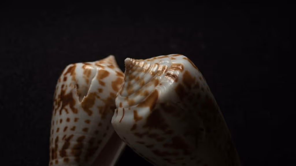 O caracol que vence tubarões com um dos venenos mais mortais do mar