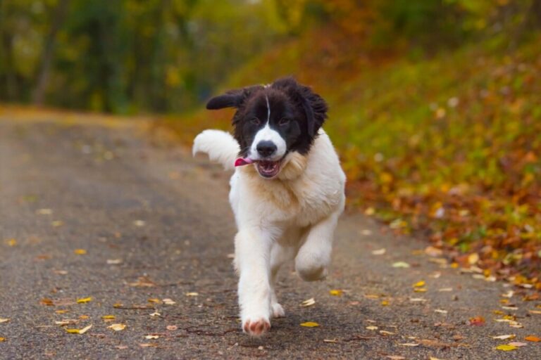 Landseer: conheça as características dessa raça de cachorro 
