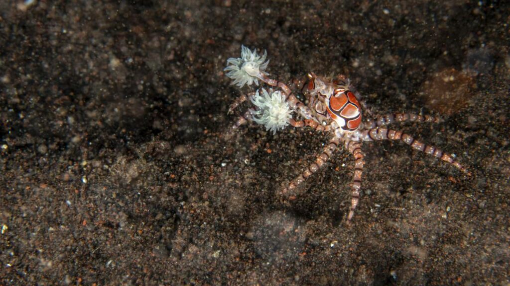 Caranguejo-boxeador e suas "luvas venenosas"