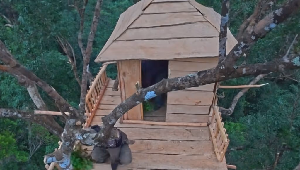 Um homem constrói uma casa no topo de uma árvore e deixa internautas impressionados