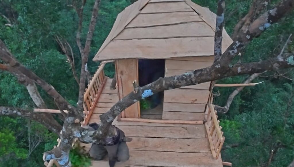 Um homem constrói uma casa no topo de uma árvore e deixa internautas impressionados